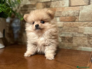 Pomerania perros - Anuncio 7
