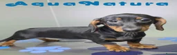 Teckel perros en venta: Teckel Hembra de Kily y Luisiño 1875 - Anuncio 1