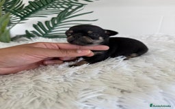 Chihuahua perros en venta: CHIHUAHUA MACHO NEGRO Y FUEGO - Imagen 3