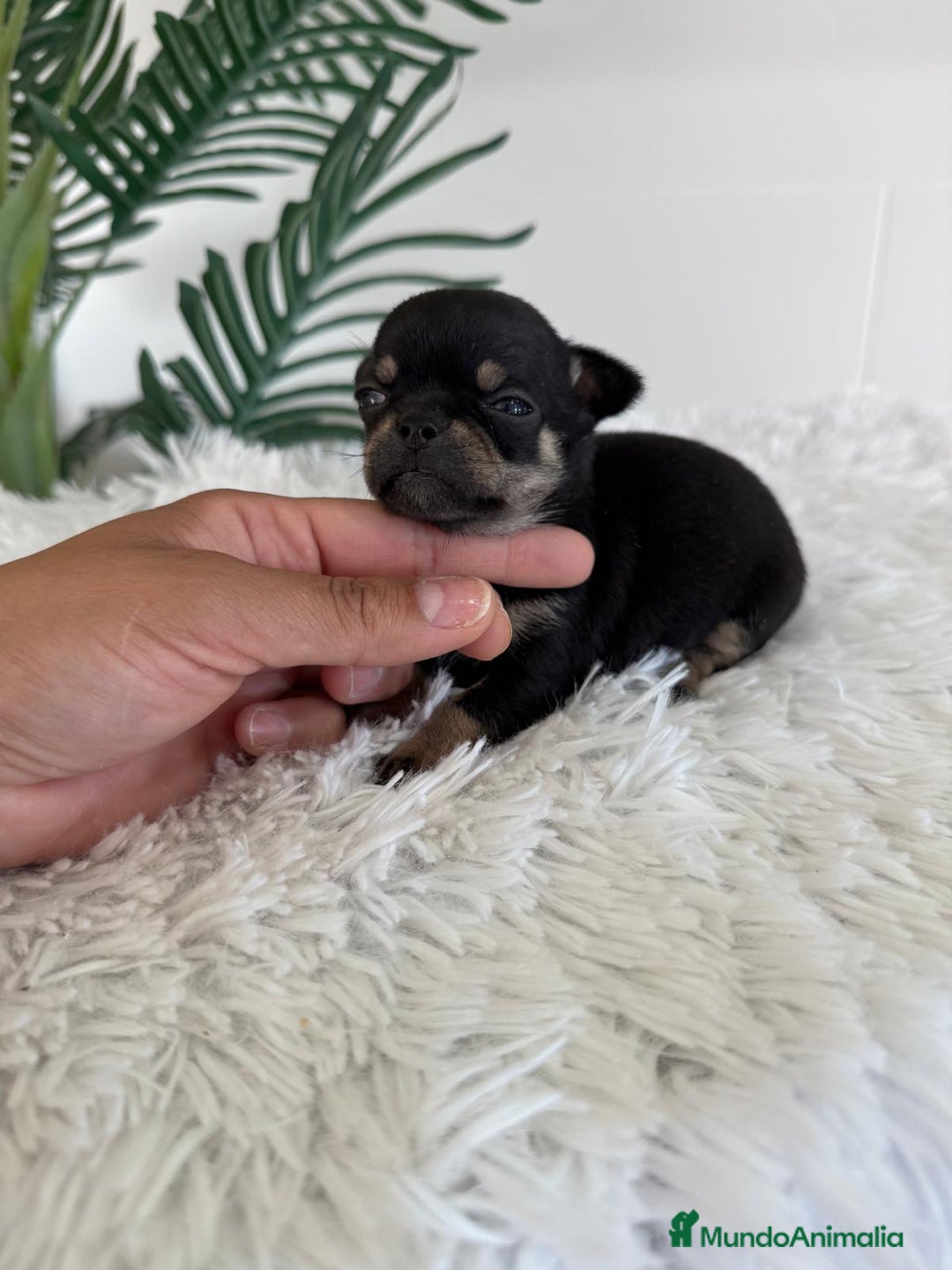 Chihuahua perros en venta: CHIHUAHUA MACHO NEGRO Y FUEGO - Imagen 3