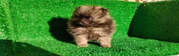 Pomerania perros en venta: Pomerania  - Anuncio 1