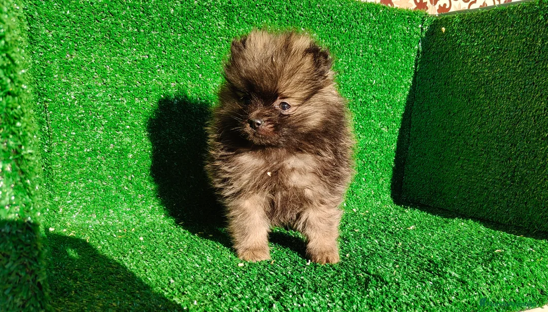 Pomerania perros en venta: Pomerania  - Anuncio 1