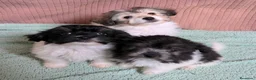 Bichón Habanero perros en venta: Machitos de bichon habanero - Anuncio 9