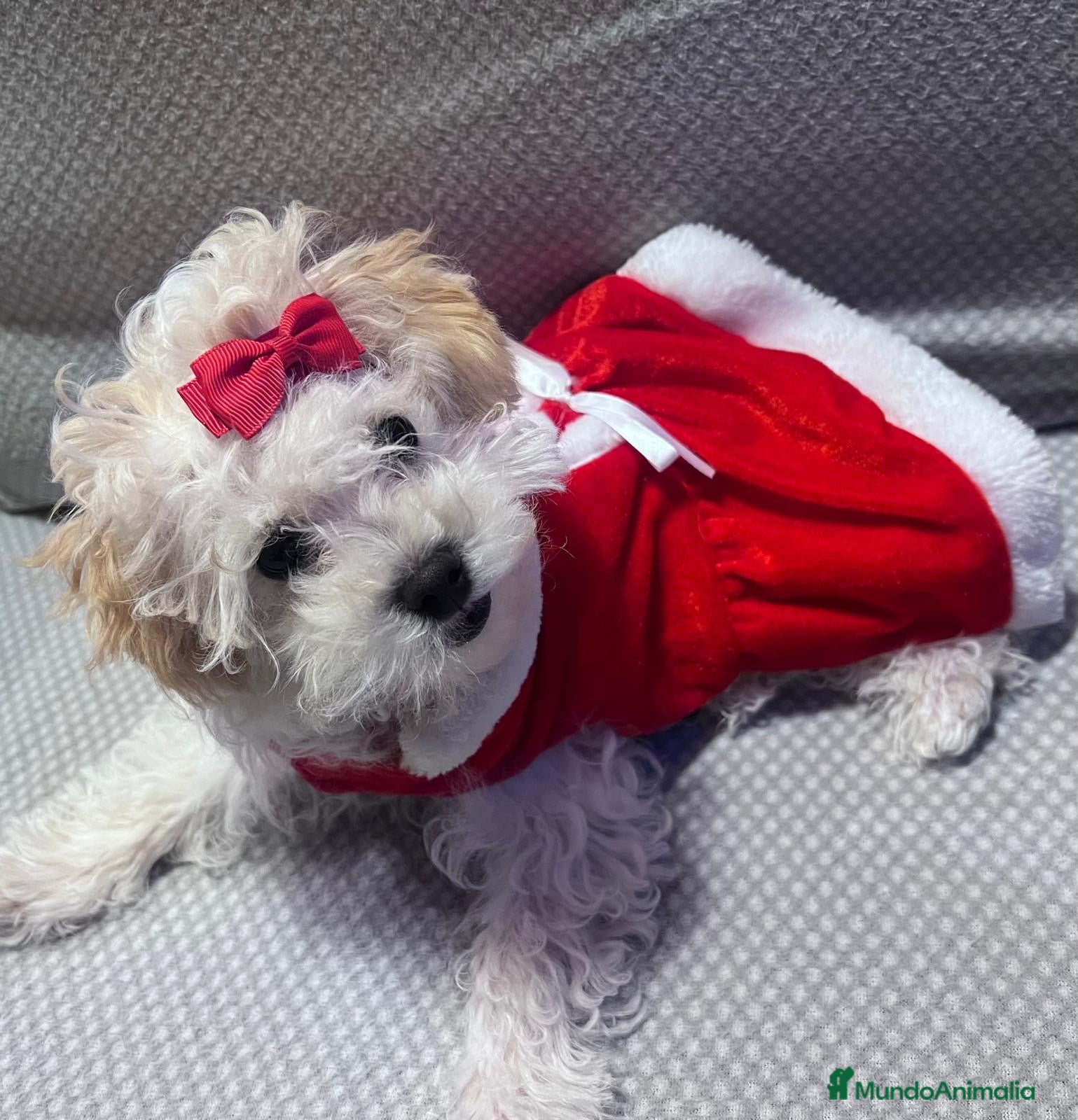 Maltipoo perros CAMADA DE MALTIPOO - Anuncio 2