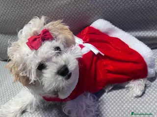 Maltipoo perros CAMADA DE MALTIPOO - Anuncio 2