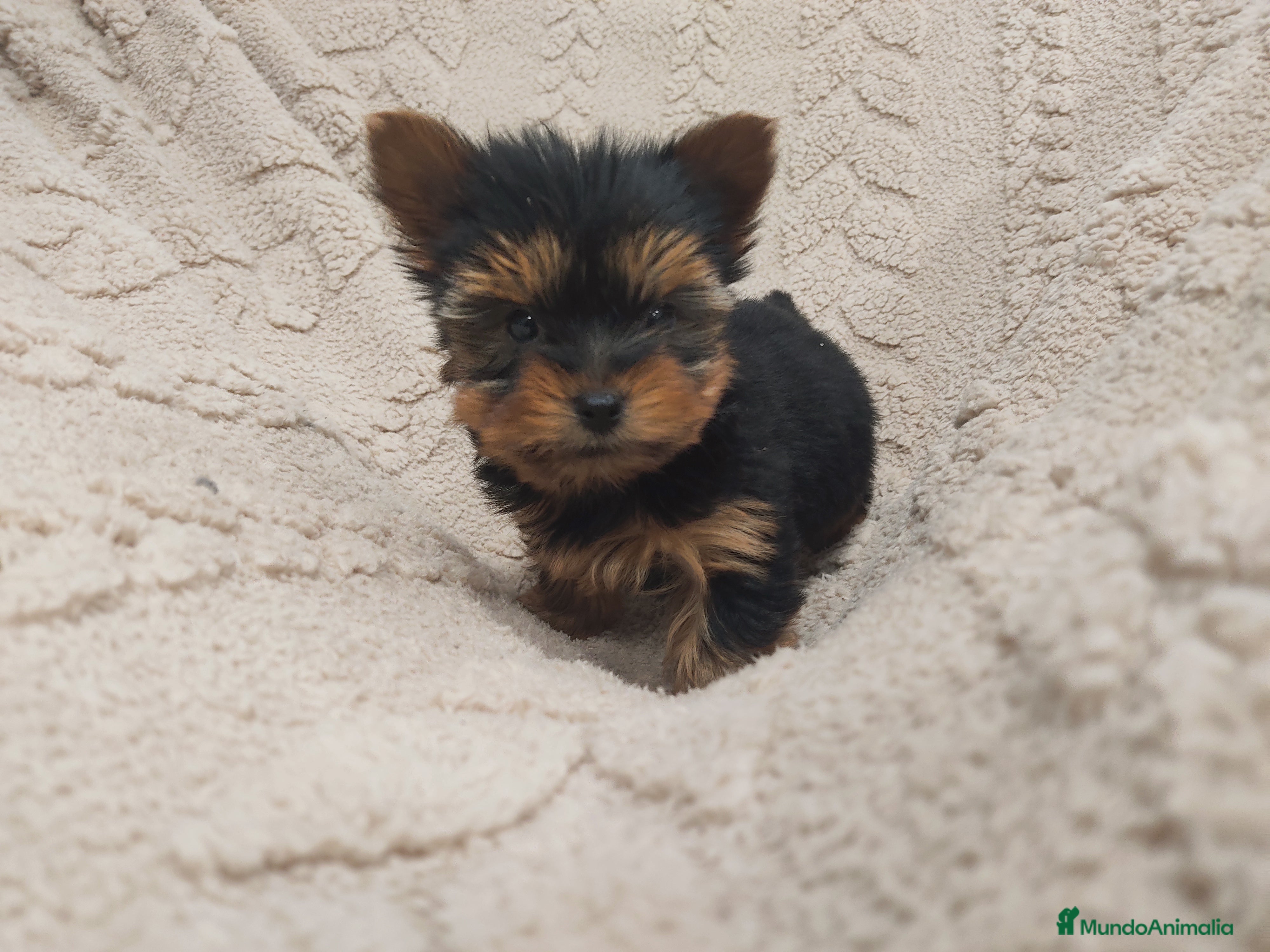Yorkshire Terrier perros Yorkshire miniatura  - Anuncio 1