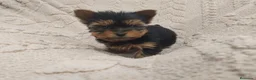 Yorkshire Terrier perros en venta: Yorkshire miniatura  - Anuncio 1