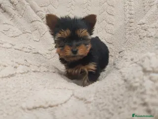 Yorkshire Terrier perros Yorkshire miniatura - Anuncio 1