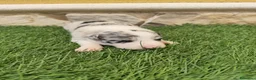 Border Collie perros en venta: Border collie merle choco en Valencia - Anuncio 13