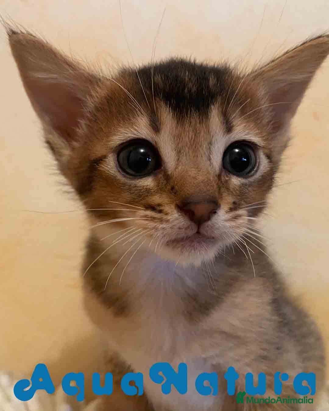 Abisinio gatos Abisinio Hembra de Santa 1837 - AQUANATURA en Barcelona - Anuncio 7