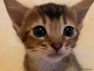 Abisinio gatos Abisinio Hembra de Santa 1837 - AQUANATURA en Barcelona - Anuncio 20