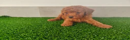 Caniche Toy perros en venta: Caniches toy - Anuncio 26