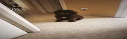 Perro de Agua Español perros en venta: Perra de agua - Anuncio 2