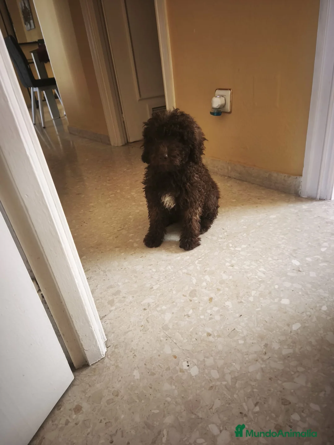 Perro de Agua Español perros en venta: Perra de agua - Anuncio 2