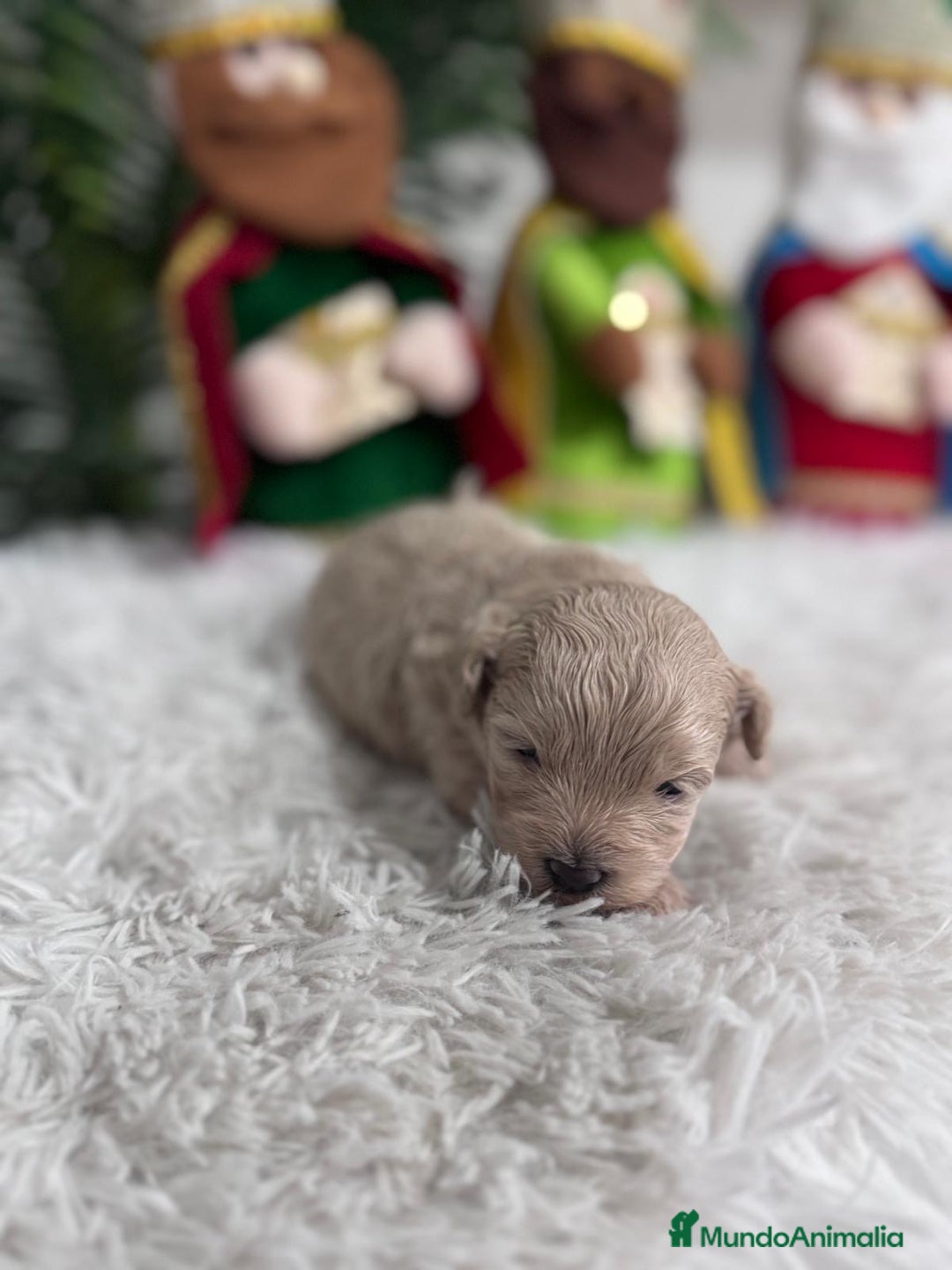 Maltipoo perros en venta: MALTIPOO MACHO - Anuncio 13