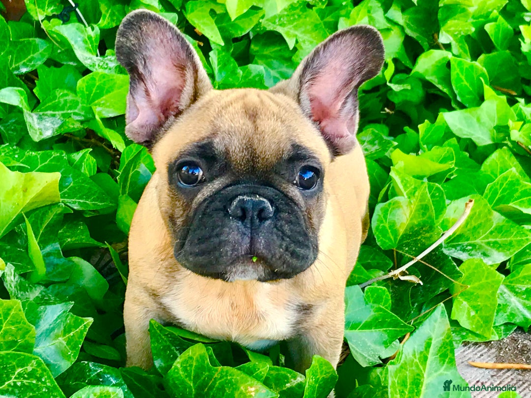 Bulldog Francés perros en venta: Bulldog francés fawn - Anuncio 3