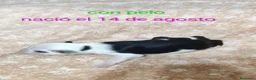 Perro Crestado Chino perros en venta: Crestados chinos - Anuncio 4
