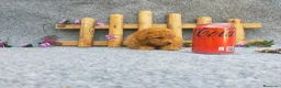 Caniche Toy perros en venta: PRECIOSOS CANICHE  ROJO LINEA TOY - Anuncio 5