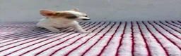 Chihuahua perros en venta: Chihuahua toy  - Anuncio 1