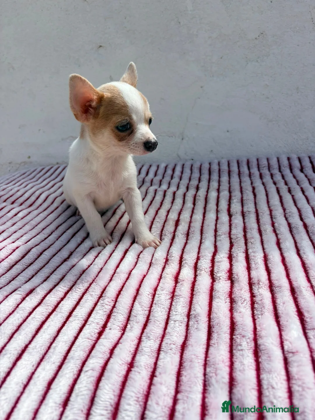 Chihuahua perros en venta: Chihuahua toy  - Anuncio 1