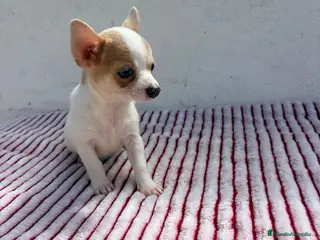 Chihuahua perros Chihuahua toy - Anuncio 1