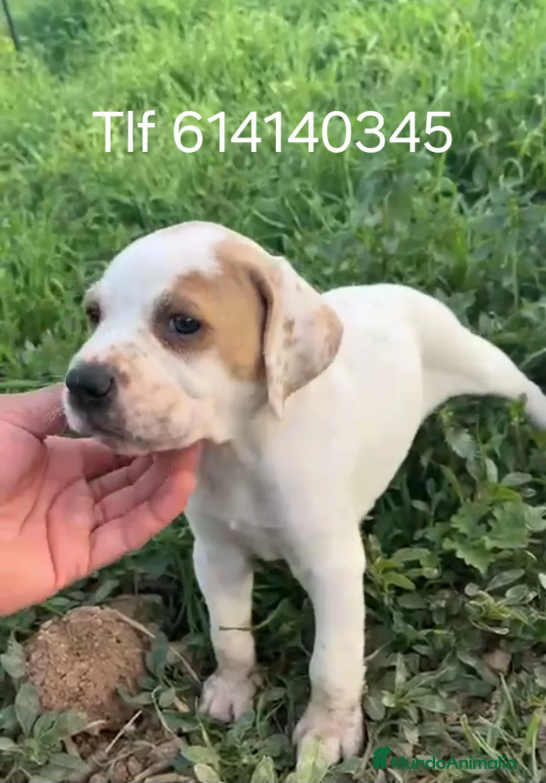 Pointer perros en venta: Cachorros pointer - Anuncio 3