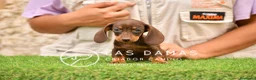 Teckel perros en venta: Cachorros de teckel disponibles.  - Anuncio 4