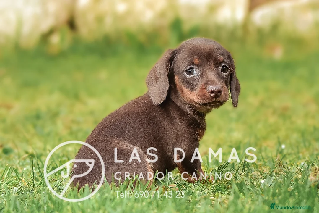 Teckel perros en venta: TECKEL CHOCOLATE DISPONIBLES - Anuncio 6