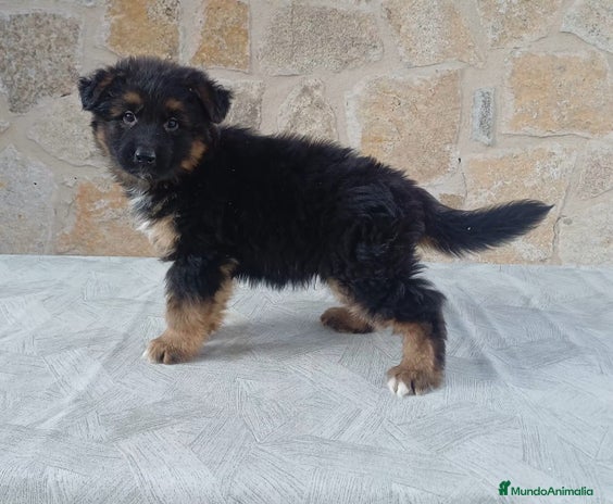 Pastor Alemán perros - Anuncio 3