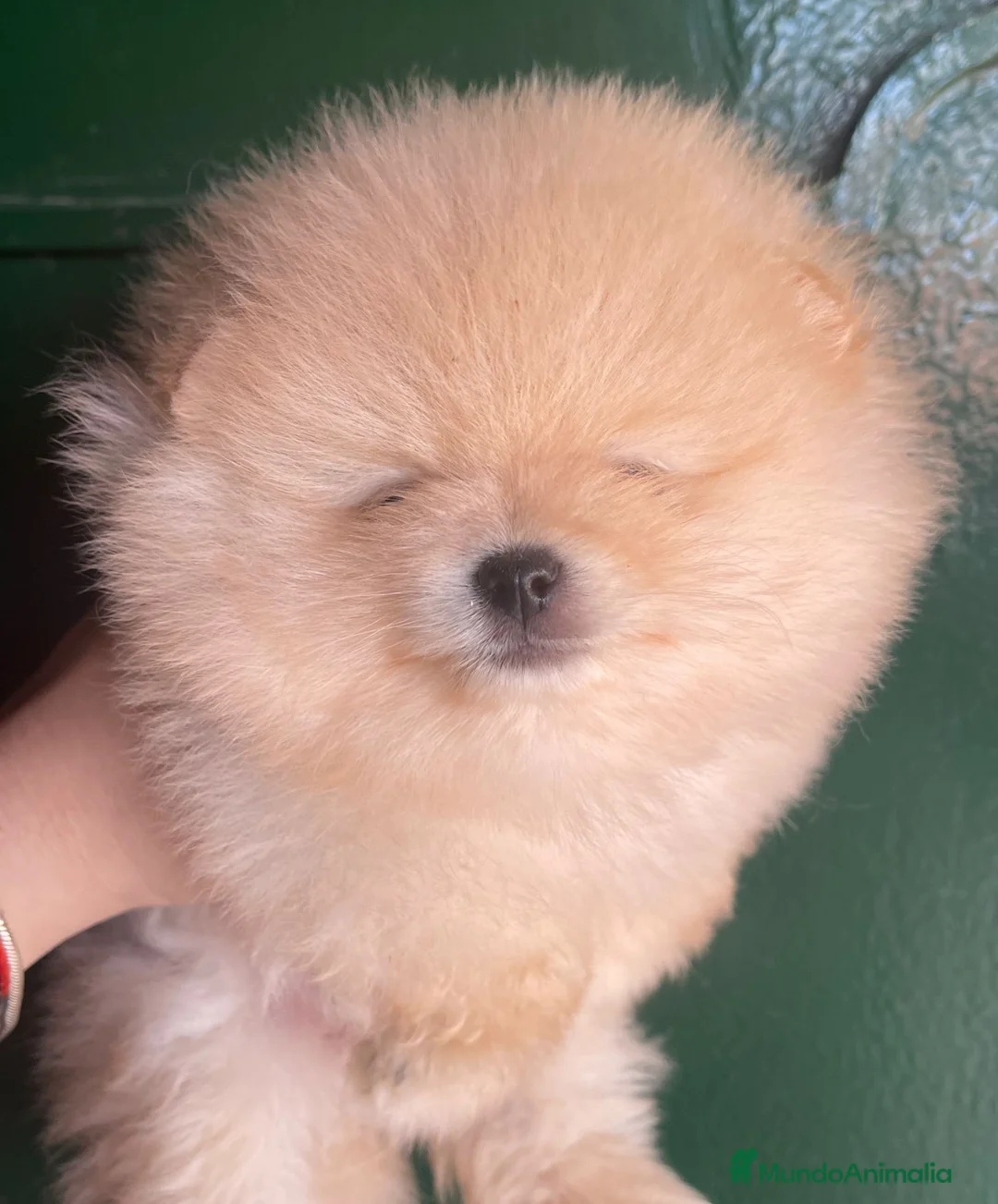 Pomerania perros en venta: POMERANIA MACHO CREMA en Málaga - Anuncio 2