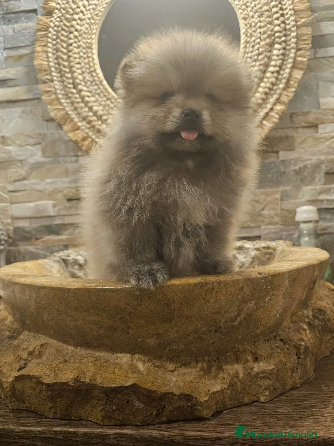 Pomerania perros en venta: CAMADA DE POMERANIA  - Anuncio 2