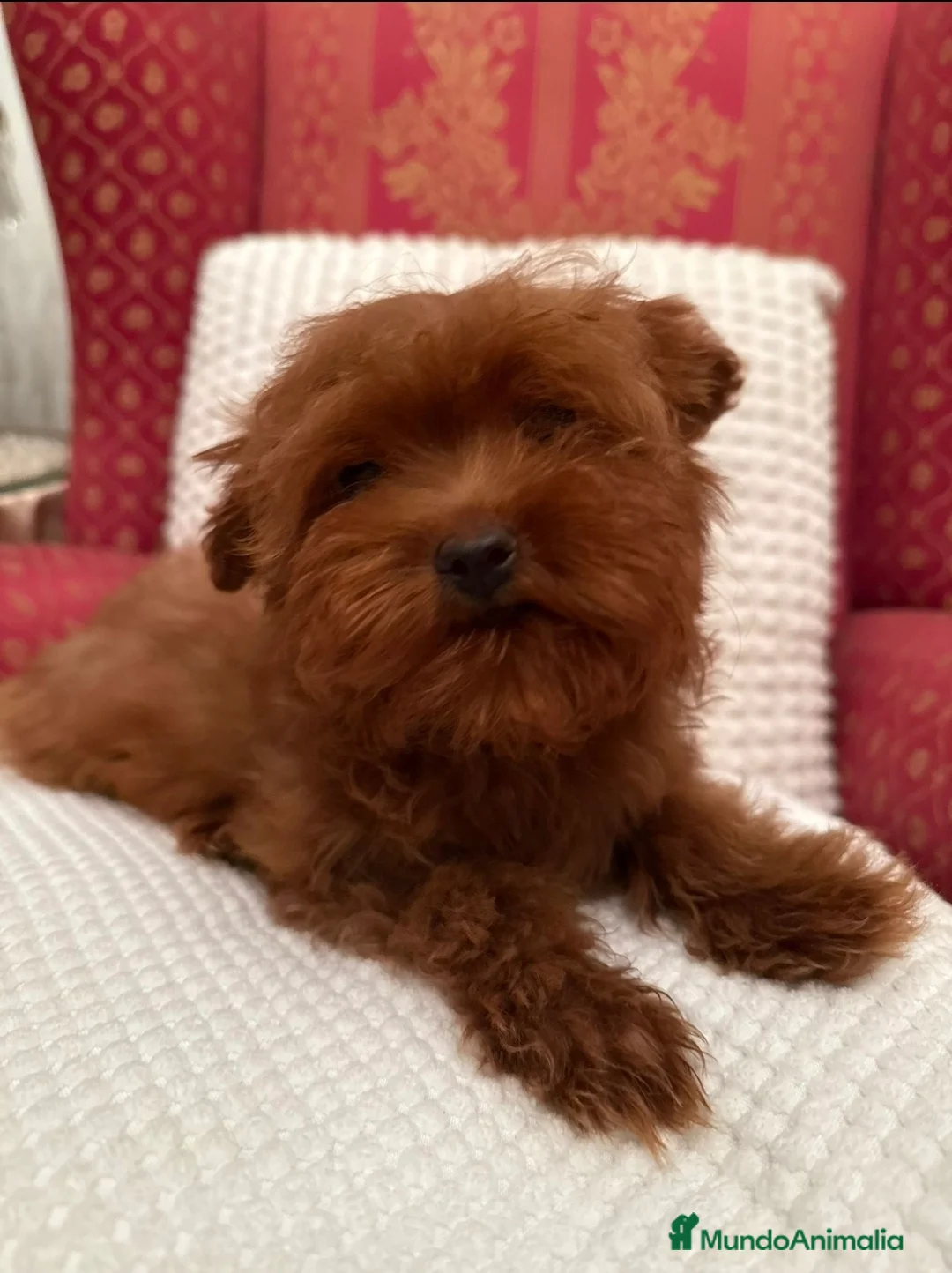 Maltipoo perros en venta: Impresionantes maltipoo - Anuncio 1