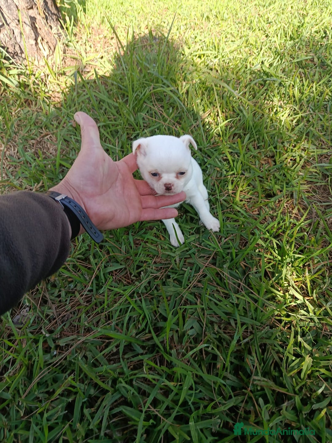 Chihuahua perros en venta: IMPRESIONANTE  CHIHUAHUA   LINEA  TOY   - Anuncio 4