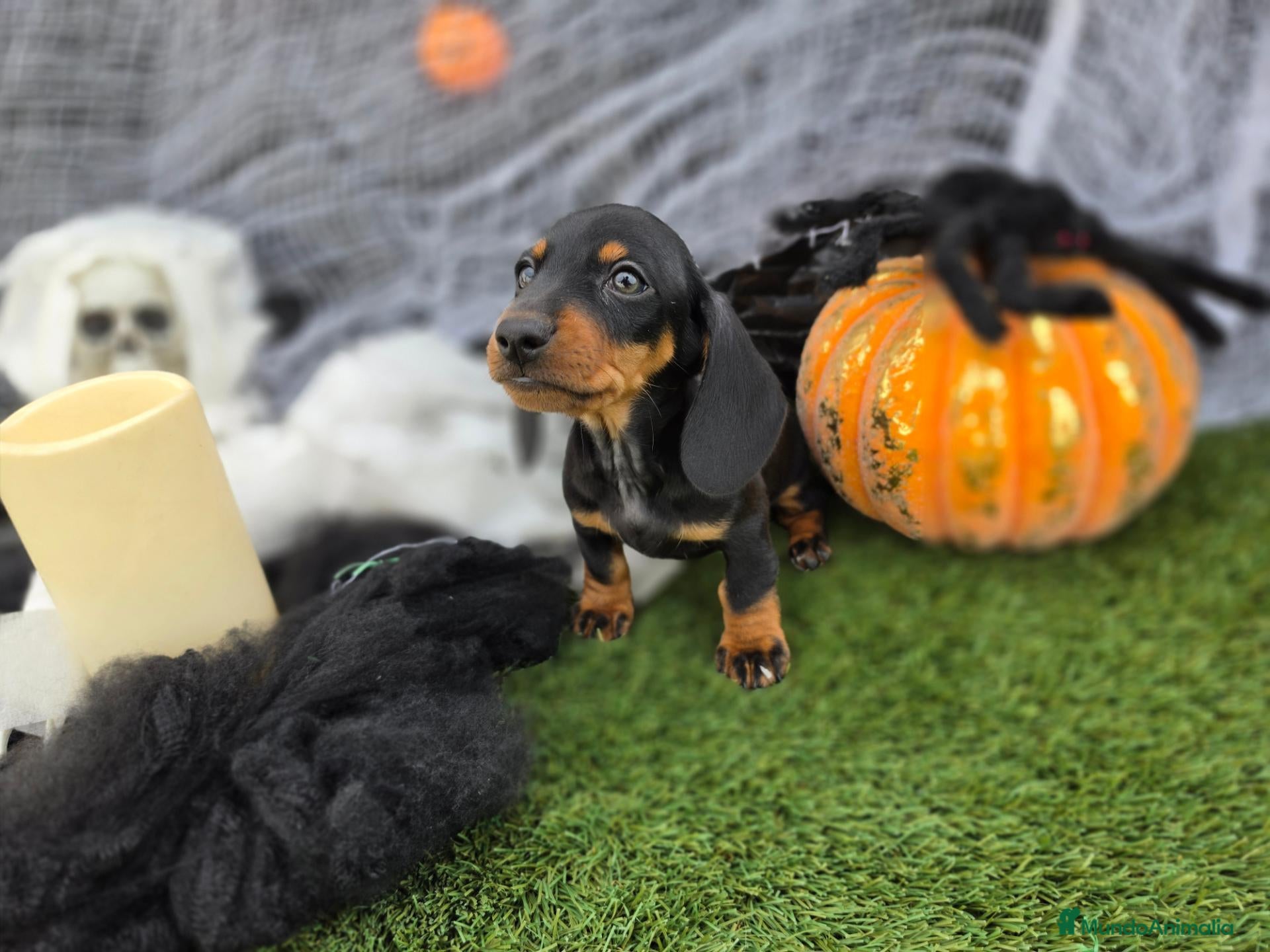 Teckel Miniatura perros en venta: TECKEL KANNINCHEN - Anuncio 1