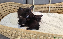 Chihuahua perros en venta: Chihuahua toy cabeza manzana  - Imagen 5