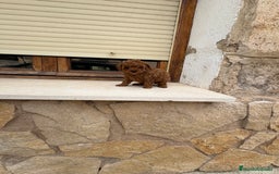 Caniche Toy perros en venta: Caniche mini Toy  - Imagen 2