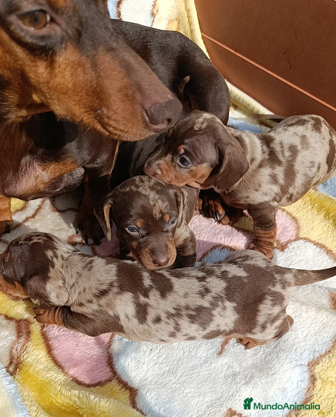 Teckel Miniatura perros en venta: Bellos teckel kaninchen unas miniaturas  - Imagen 2