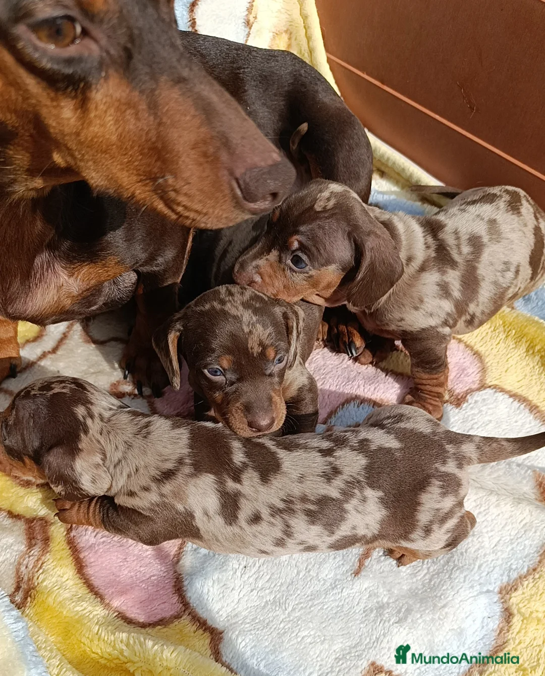 Teckel Miniatura perros en venta: Bellos teckel kaninchen unas miniaturas  - Anuncio 2