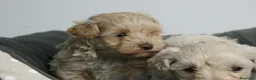Maltipoo perros en venta: CACHORROS DE MALTIPOO  - Anuncio 6