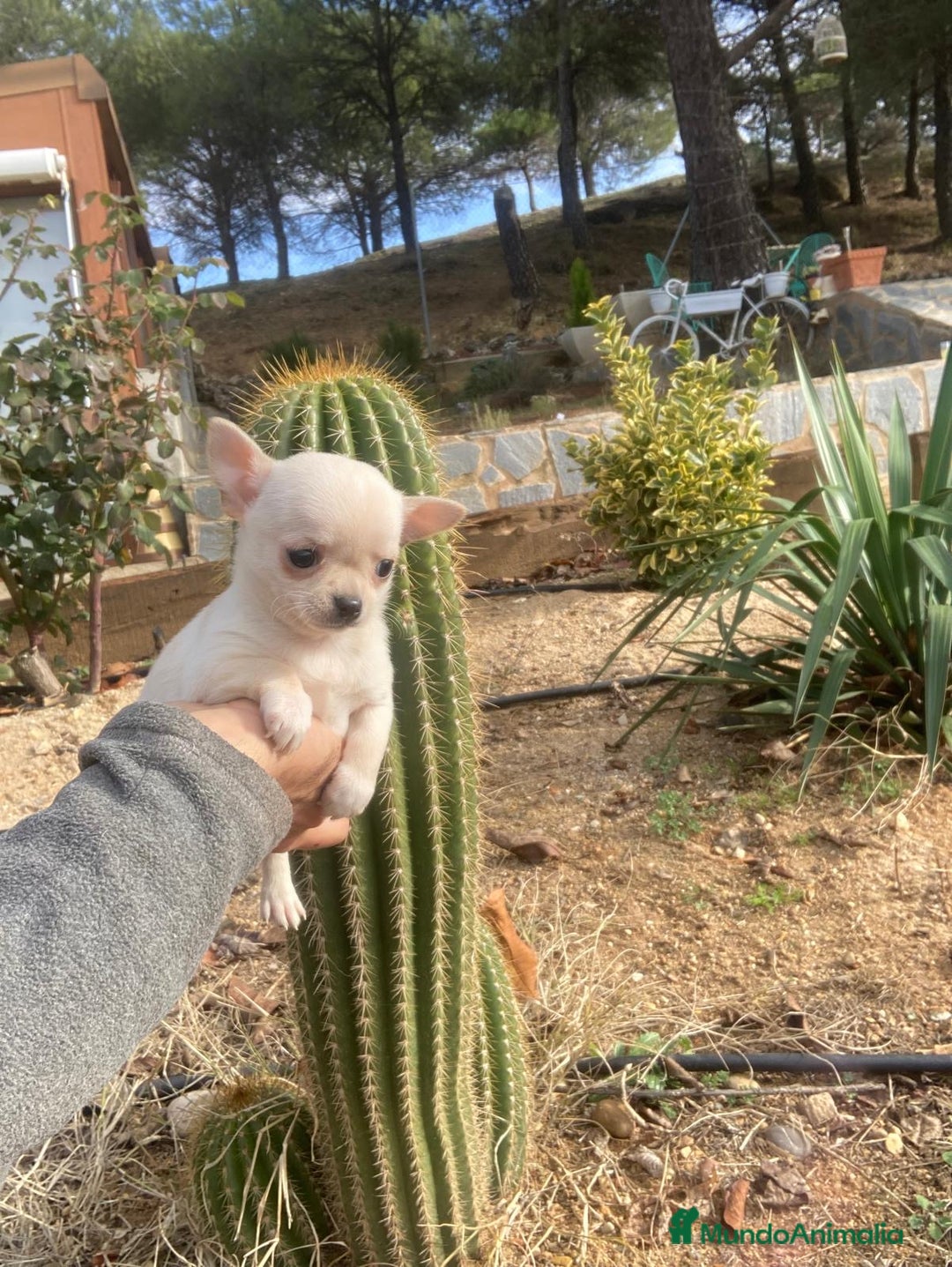 Chihuahua perros en venta: Chihuahuas (hembra disponible ) - Anuncio 2