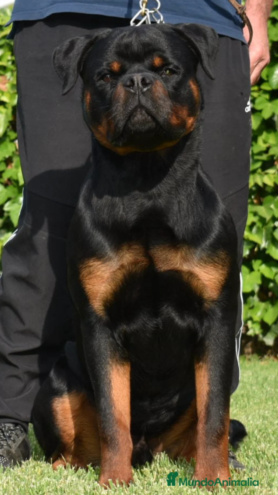 Rottweiler perros para monta: ROTTWEILER  en Barcelona - Anuncio 3