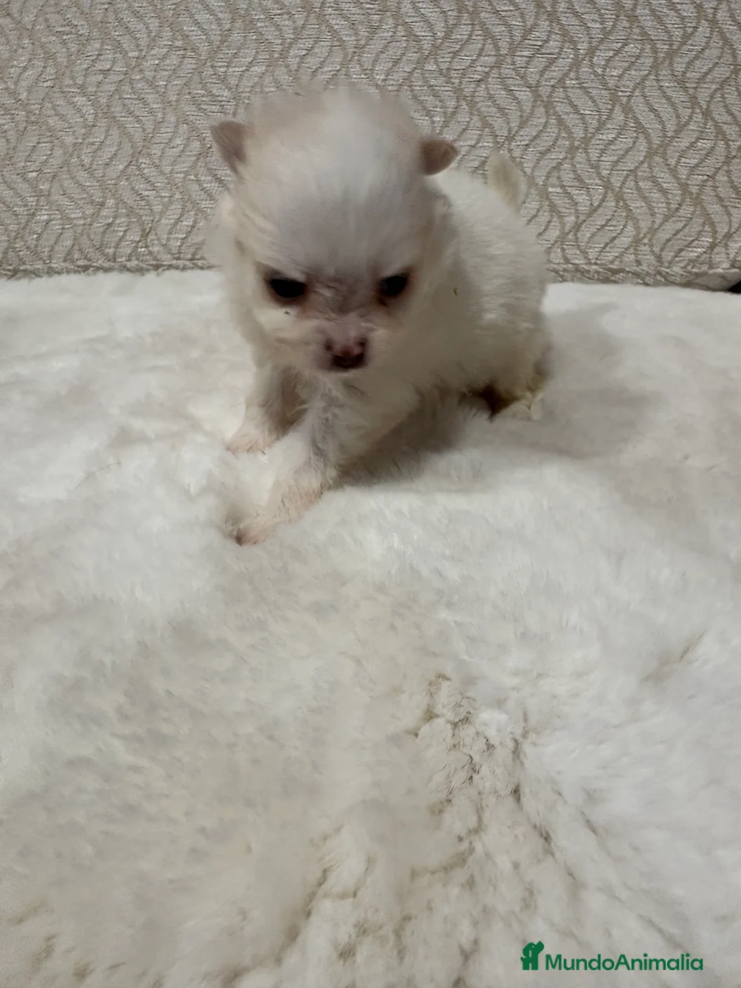 Pomerania perros en venta: Lulu Pomerania Toy hembra naranja blanca  - Anuncio 31