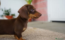 Teckel Miniatura perros en venta: 🐶 Presentamos a Cacao y Bomgo 🐶 - Imagen 2
