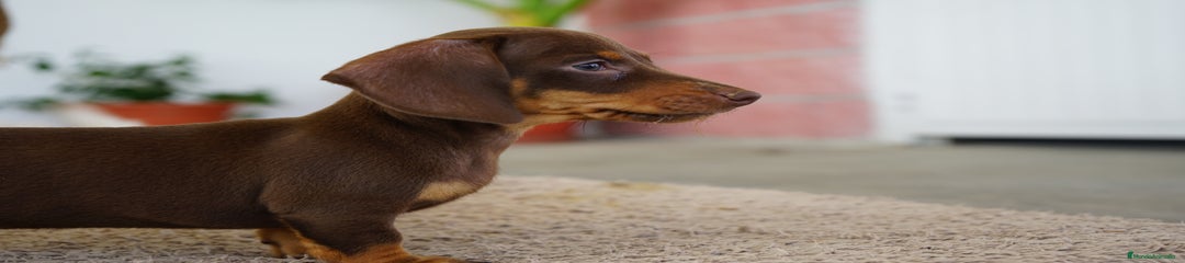 CACAO