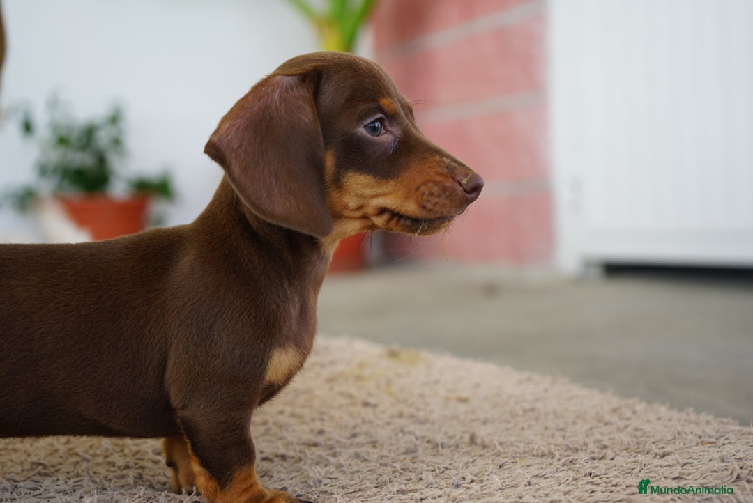 Teckel Miniatura perros en venta: 🐶 Presentamos a Cacao y Bomgo 🐶 - Imagen 2