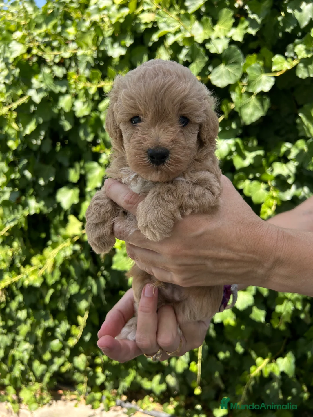 Maltipoo perros en venta: maltipoo - Anuncio 2