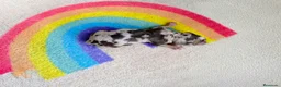 Teckel Miniatura perros en venta: TECKELS MINIATURAS PRECIOSA CAMADA  - Anuncio 7