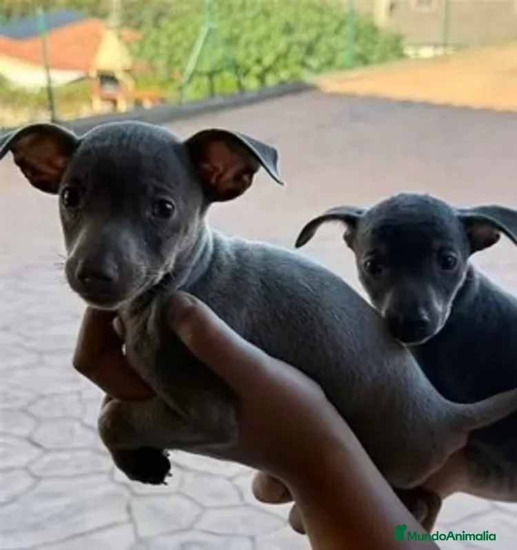 Pinscher Miniatura perros Mini Pinscher color isabelita ✨ - Anuncio 2