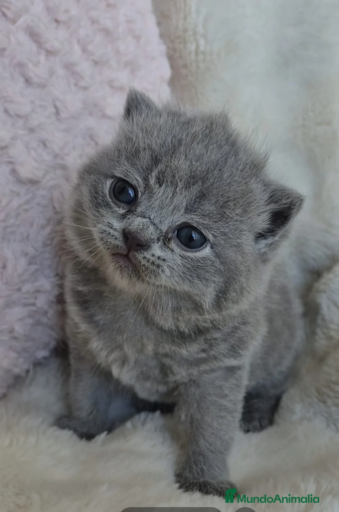 Británico de Pelo Corto Azul gatos en venta: Brithis color Blue machos  - Anuncio 1