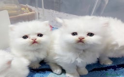 Persa gatos en venta: cachorritos persas  en Barcelona - Imagen 3